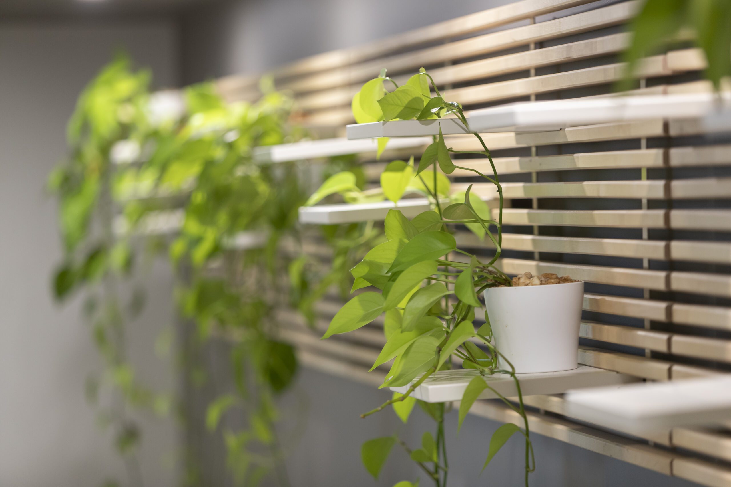 Using plants in Interior Design Using plants in Interior Design